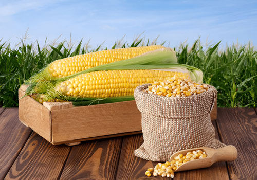 Maize/Corn