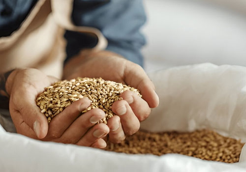 Malt